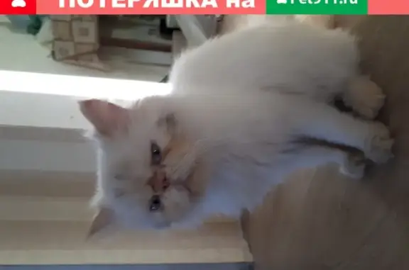 Найдена кошка Перс в селе Кулешовка