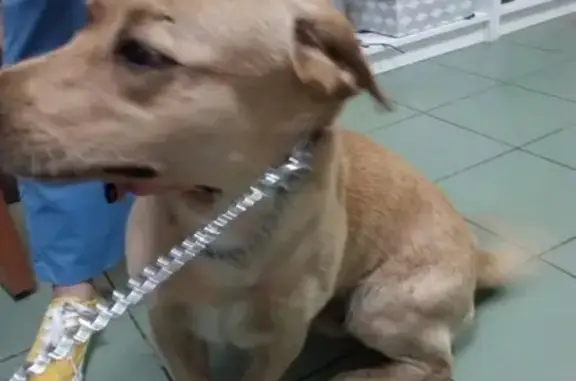 Найдена собака без ошейника в Балашихе, похожа на лабрадора с корги.