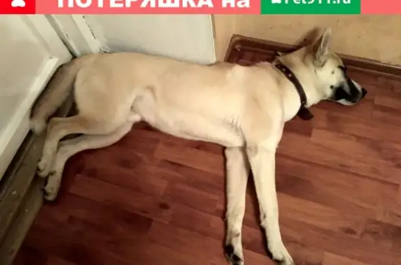 Найден пёс на станции Расторгуево, Московская область