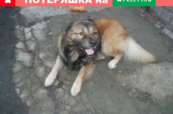 Пропала собака в Анапе, Краснодарский край