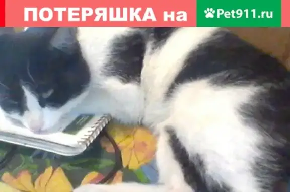 Пропала кошка Васька на улице Магнитогорская, Улан-Удэ