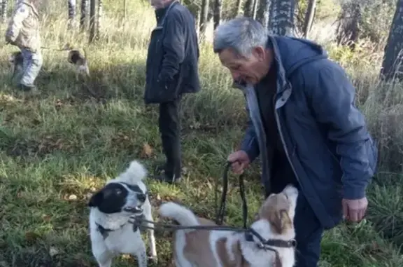 Пропала собака в селе Рахманово, Московская область