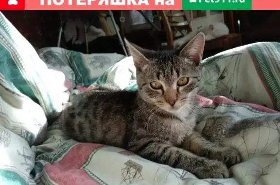 Пропал котенок Винсент в поселке Черкизово на улице Вокзальной