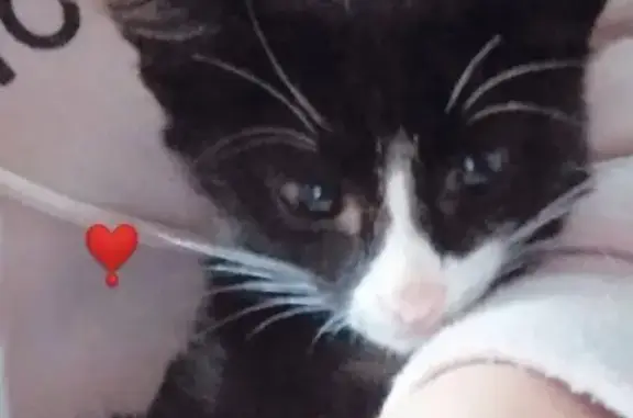 Кошки потеряшки, Высоковка 1-я, фото: Потеряшка черный котенок с белой полоской в Чувашской Республике