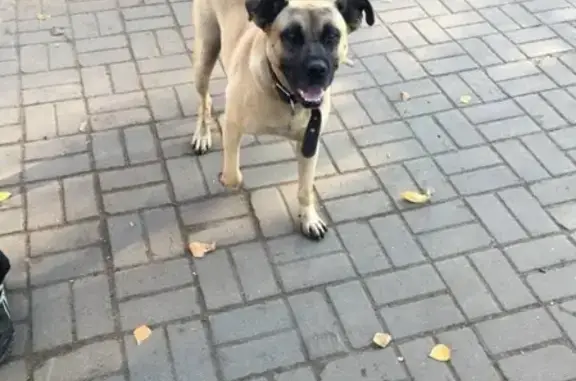Пропала собака Макс в ТЦ Крым, Нижний Новгород