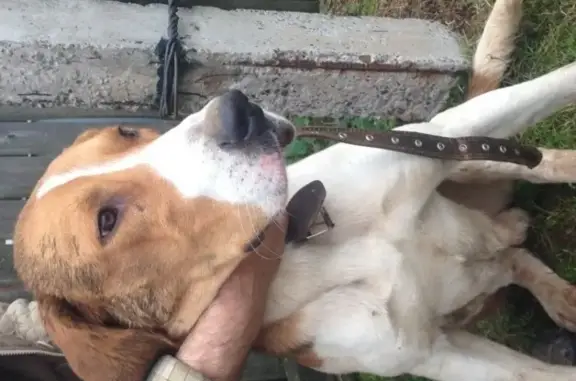Собака с кожаным и радиоошейником найдена в Пермском районе.