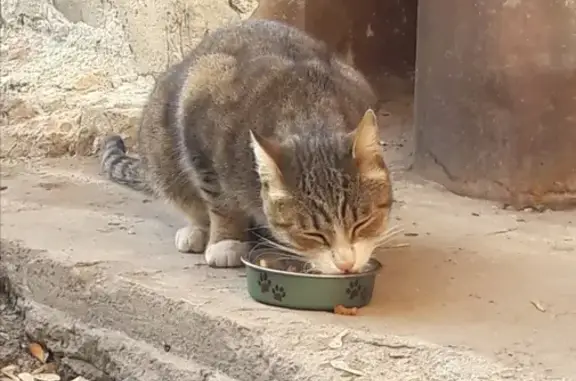 Найдена серая кошка в Новосибирске