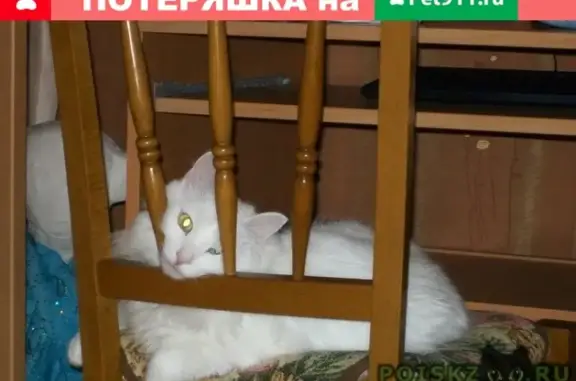 Пропала кошка в Иркутске, м-р Топкинский, 16.10.2018