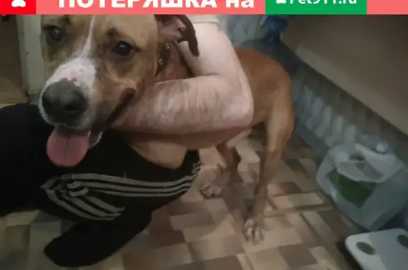 Найдена игривая собака на улице Конева