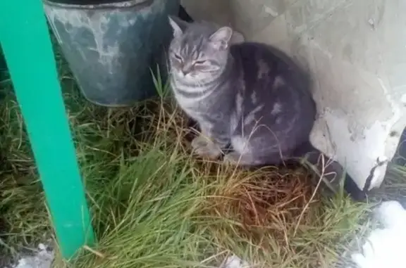 Найден котёнок на улице в Сургуте