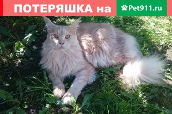 Пропала кошка породы мейн-кун в д. Новосельцево, Московская область