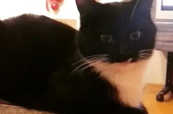 Кошки потеряшки, имени 9 Января, фото: Потеряшка кошка Муся в Оренбургском районе.