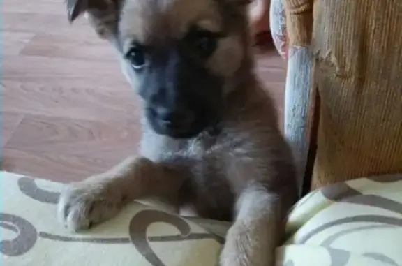 Пропала собака в Новосибирске - Отдам щенка в добрые руки!
