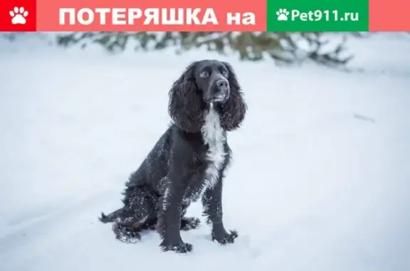 Пропала собака в В. Хаве, Воронежская область, вознаграждение.