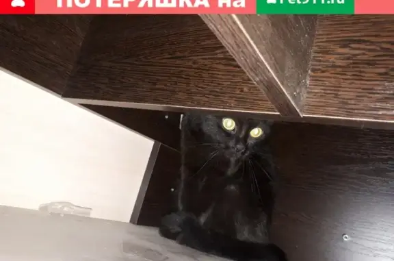 Найдена кошка на 3-м Лихачевском, 9к2