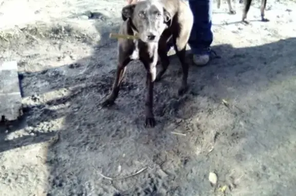 Найдена собака в Копейске на пр. Победы, 36А