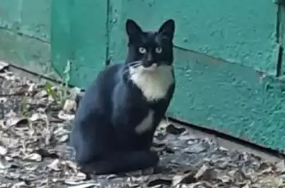 Найден кот возле платформы Лось, ищу хозяев