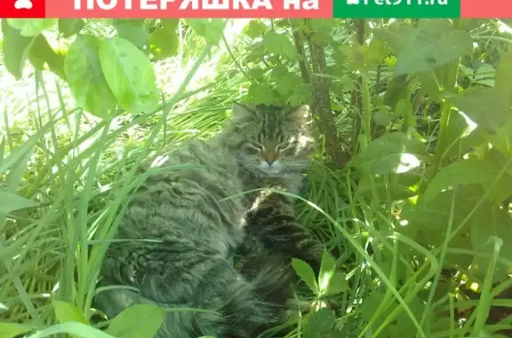Пропала кошка в г. Карачев, ул. Островского, 5