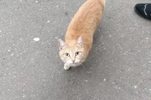 Найден котик на Ленинском проспекте