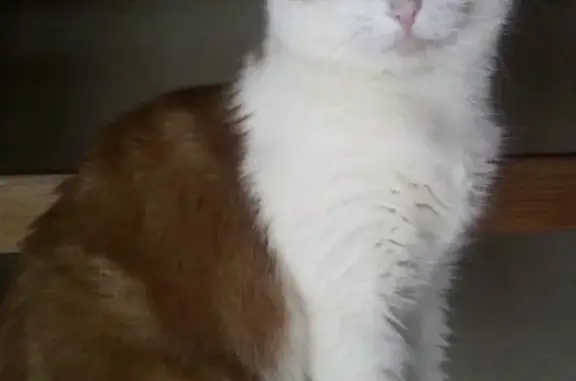 Кошки потеряшки, садовое товарищество Лодемка, фото: Потеряшка кошка Рыжик в Талажском садоводстве