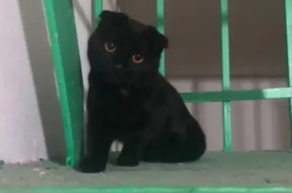 Найдена кошка в Мурманске на ул. Крупской, 6