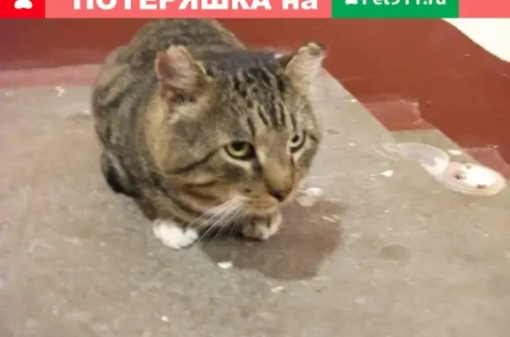 Кошка на Будапештской нуждается в ветеринарной помощи и доме