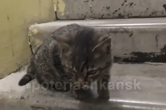 Найдена кошка на улице Галущака, Заельцовский район!
