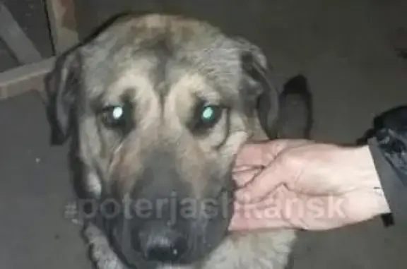 Пропала собака в Заельцовском районе!