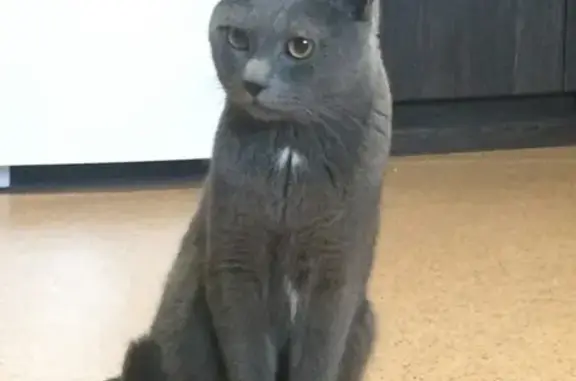 Найден серый кот на ул. Терешковой (Зелёная роща)