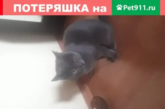 Найден кот: 4-я Шинная, 20, Черёмушки (Красноярск)