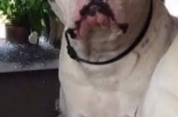 Собаки потеряшки, Тверь, фото: Потеряшка собака Трэйси в Пролетарском районе! SOS!