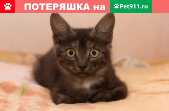 Найдена кошка в Тольятти, ищет дом!