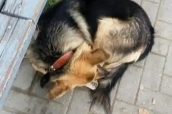 Найдена собака #Краснодар, ул. Московская