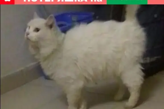 Найдена кошка в Красногорске, ищем хозяина или передержку