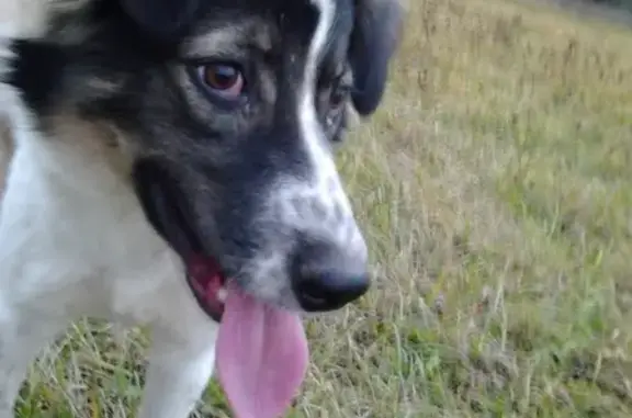 Найдена белая собака в Подольске, без ошейника и с определенными приметами.