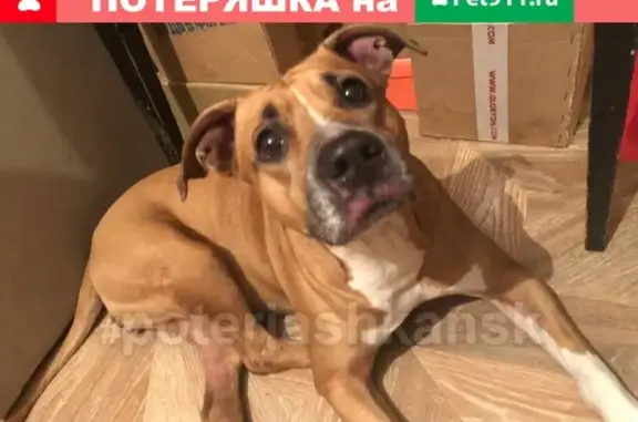 Найдена собака без хозяина в Обь, ищу передержку