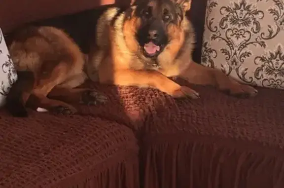 Собаки потеряшки, Николо Малица, фото: Потеряшка немецкая овчарка в Николо-Малице