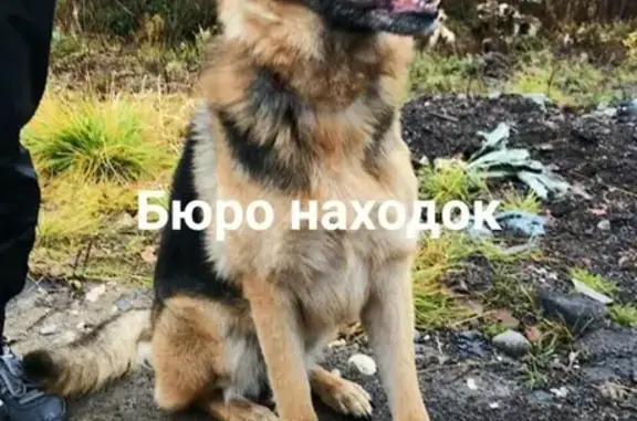 Найдена овчарка в Архангельске, микрорайон Бакарица