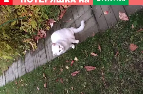 Найден котик в СНТ Парус, Калужская область
