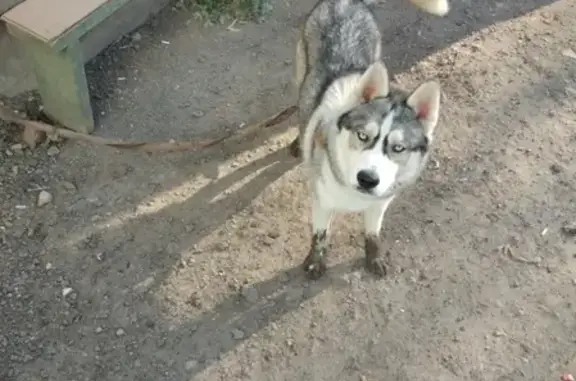 Собака волчьего окраса найдена на Осташковском шоссе.