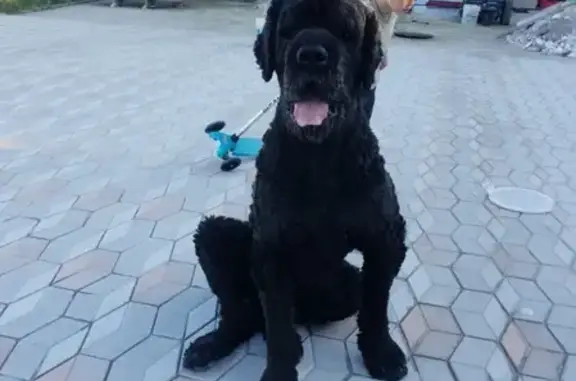 Пропала собака Диор на ул. Давыдова, Владивосток