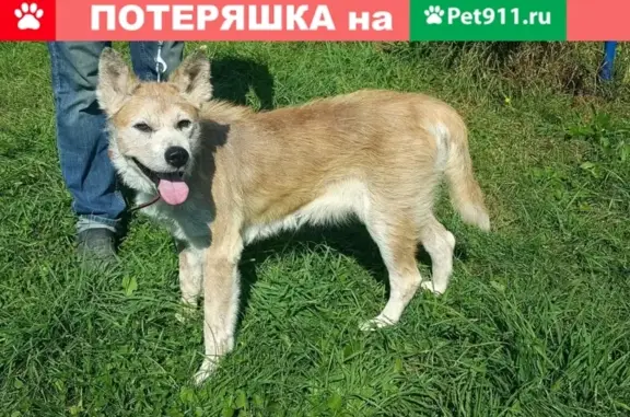 Пропала собака акита ину на Ленинском, адрес 5-я Линия 3