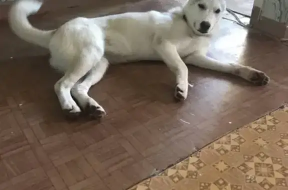 Собака найдена в Норильске, Красноярский край