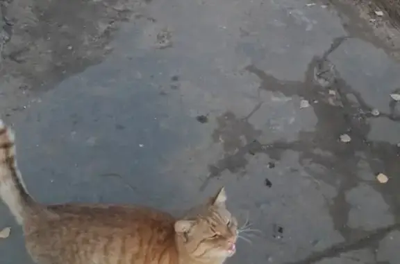 Найден кот в Ярославской области, обитает на станции Филино