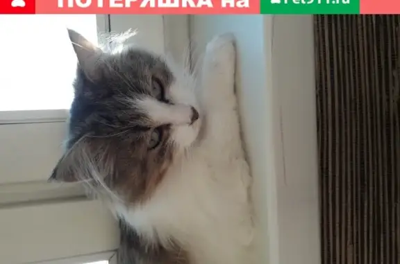 Найдена кошка Пузочка в Москве