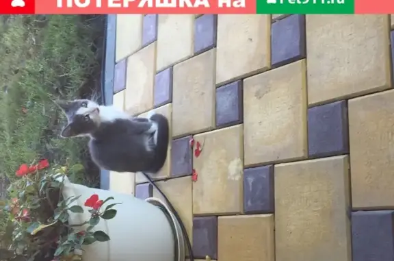 Пропал котенок в Тахтамукайском районе, Республика Адыгея