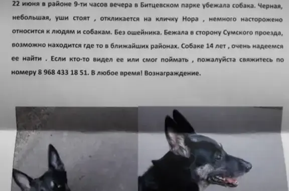 Пропала собака Нора в Чертаново у ТЦ Авангард, вознаграждение.