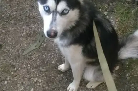 Найдена собака на улице Строительной в Севастополе