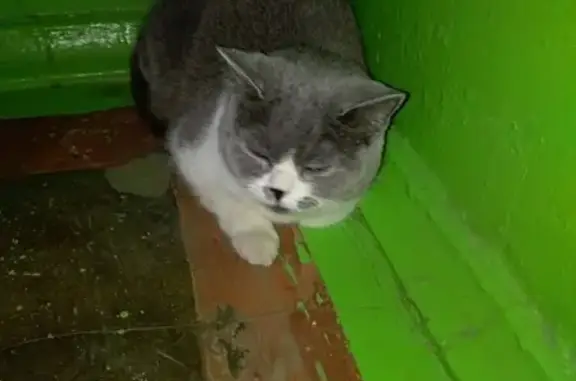 Найдена домашняя кошка на ул. Черняховского в Петрозаводске