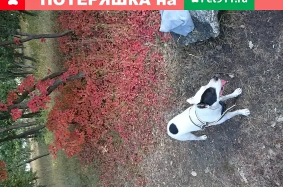 Пропала собака Боня на ул. Энтузиастов, Симферополь